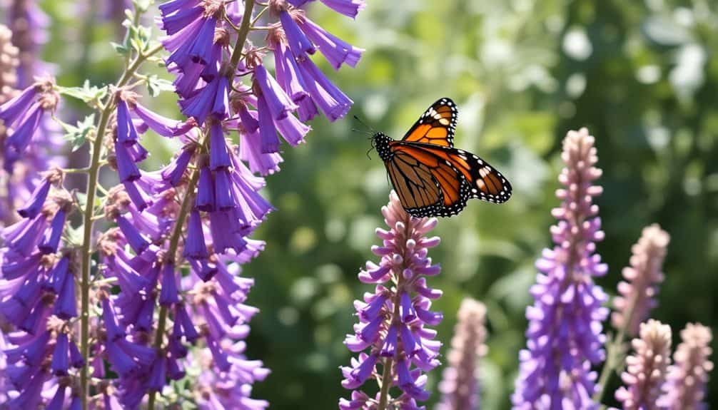 attracts pollinators and beauty