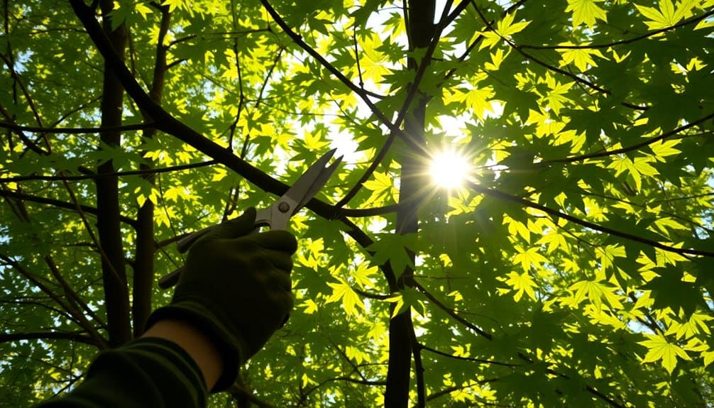 enhancing light through thinning