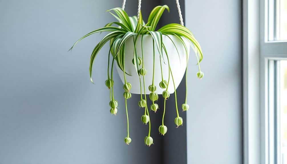 popular indoor houseplant choice