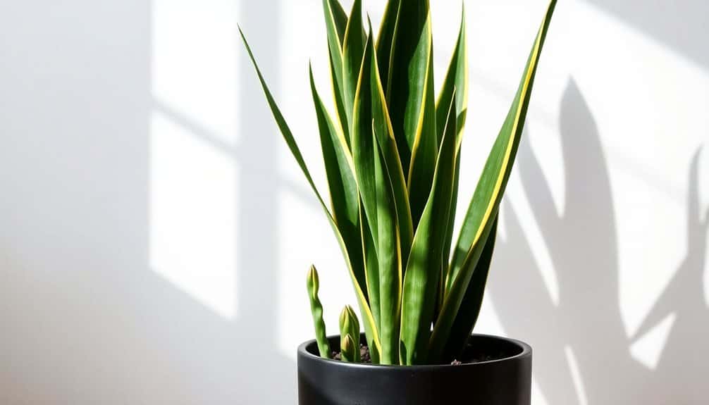 tough low maintenance houseplant