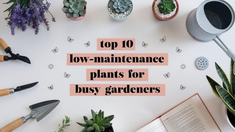 Flat lay of gardening tools, various potted succulents, a watering can, and a book on a white surface. Center text reads top 10 low-maintenance plants for busy gardeners. Small butterfly illustrations are scattered around.